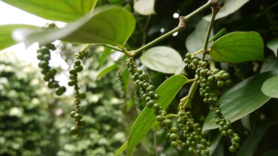 מחירי הפלפל היום, 11 בדצמבר 2025: עלו ב-500 דונג וייטנאמי בכל רחבי השוק.