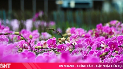 হা তিন প্রদেশের উপকূলীয় এলাকায় ৬০,০০০ এরও বেশি গাছপালা সহ একটি দুর্দান্ত অর্কিড বাগান।