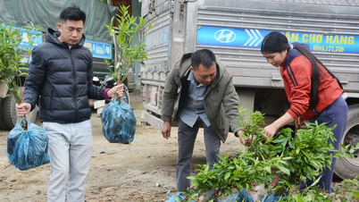 Muong Khuong beldesindeki insanlara 50.000'den fazla tatlı mandalina fidanı dağıtıldı.