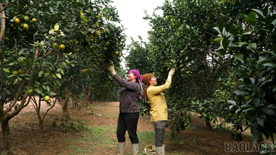 Phúc Khánh: Xây dựng mô hình kinh tế nông nghiệp nông thôn hiệu quả