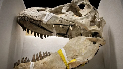 Francia devuelve muchos fósiles de dinosaurios raros a Mongolia.