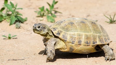 Dévoiler les mystères insoupçonnés de la tortue russe d'Asie centrale, une espèce unique.