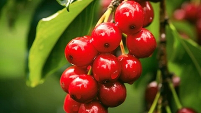 Koffieprijzen vandaag, 11 december: De prijzen blijven stijgen doordat de Braziliaanse export afneemt.