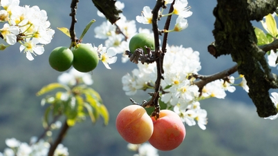 Les fleurs de prunier éclosent tôt, pures dans le froid du début de l'hiver à Moc Chau.