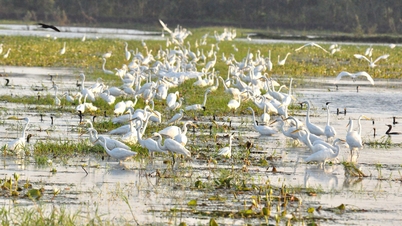 랑센 람사르 보호구역 - 삼각주 속 푸른 세상