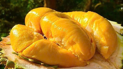 Precios del durian hoy, 11 de diciembre: los precios del durian tailandés disminuyen ligeramente en 5.000 VND.