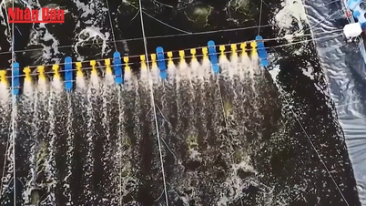 [Видео] Применение технологии биофлока для создания модели промышленного разведения креветок.