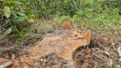 Can Tho: A rendőrség vizsgálja a fák kivágását a Ho Nuoc Ngot-tónál.
