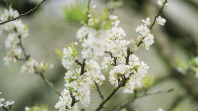 ดอกพลัมบานเร็วบนที่ราบสูงม็อกโจว