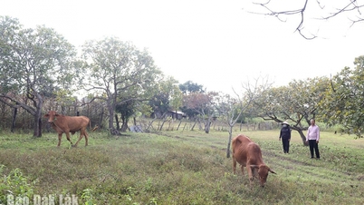 Ea Rốk прагне підтримувати засоби до існування для бідних сімей.