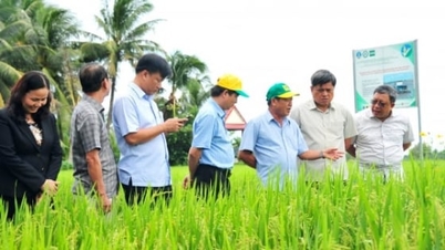 דונג ת'אפ מניח את היסודות לפיתוח חקלאי מודרני.