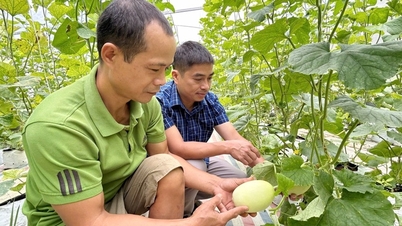 Para petani di Chieng La sedang mengembangkan model ekonomi terpadu.