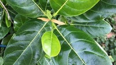 5 ways to use jackfruit leaves to treat illnesses