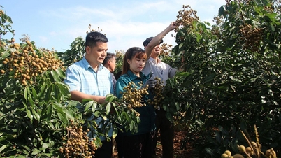 Ea Ning menciptakan momentum untuk pengurangan kemiskinan melalui kredit preferensial.