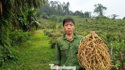 مورنڈا آفیشینیلس پلانٹ کے ساتھ ترک شدہ پہاڑی زمین کی 'قسمت بدلنا'