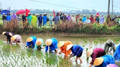 O festival de plantio de arroz de Hoi An Dong acontecerá em 4 de janeiro de 2026.