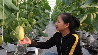 Фермери в Тхуонг Хонгу вчаться на досвіді та вітають щедрий урожай солодких динь.