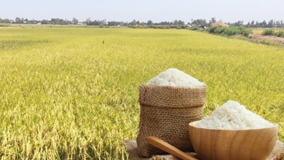 Ціни на рис сьогодні, 11 грудня: Ринок спокійний.