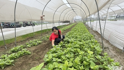 Die Thanh 1 Brücke gestaltet aktiv ein neues Leben.