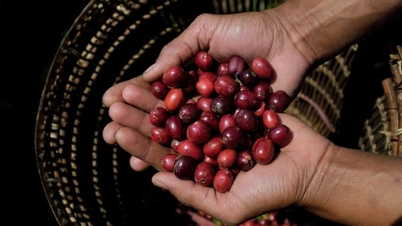 आज, 11 दिसंबर 2025 को कॉफी की कीमतें: 101,000 VND/किलोग्राम से ऊपर बनी रहेंगी।