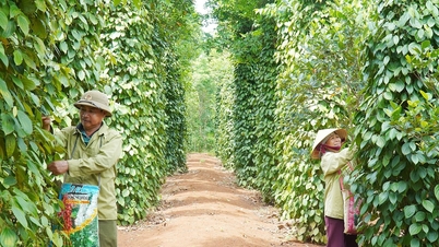 आज, 11 दिसंबर 2025 को मिर्च की कीमतें: कई इलाकों में बढ़ रही हैं।