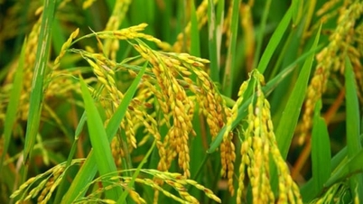 Ceny rýže dnes, 11. prosince 2025: Většinou zůstávají stabilní.