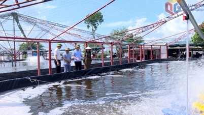 Effektiv sjukdomsbekämpning ökar värdet på räkor.