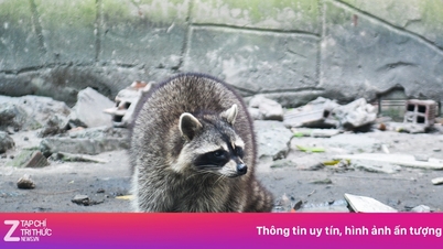 Cine aduce milioane de vizitatori la grădina zoologică?