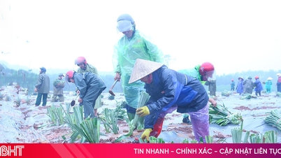 O plantare de probă de 6 hectare de ananas se desfășoară în Cam Hung, în parteneriat cu o afacere.