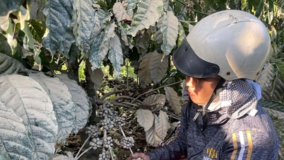 Cà phê khó bán vì phủ bùn sau lũ