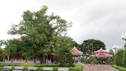 떠이선 왕조의 영웅적인 정신은 기억 속에 울려 퍼지고, 타마린드 나무와 우물은 과거의 이야기를 들려줍니다.