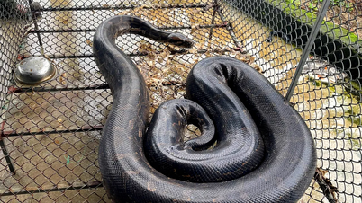 Un python géant s'est introduit dans le jardin d'un habitant de Ha Tinh.