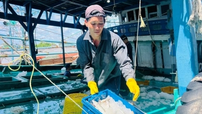 Ca Mau develops a plan for sustainable transformation of fisheries exploitation.