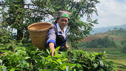 Púng Luông onderhoudt het merk Shan Tuyet-thee.