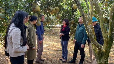 Trung Tam Ward ontwikkelt het merk groene pomelo.