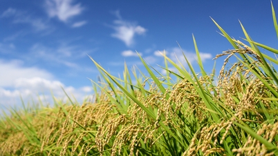 CRISPR baner vei for vietnamesisk landbruk.