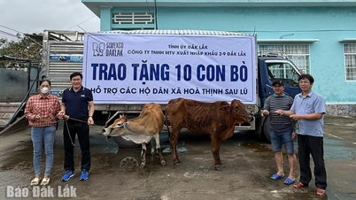 توفير الماشية للتكاثر للأسر المتضررة بشدة من الفيضانات.