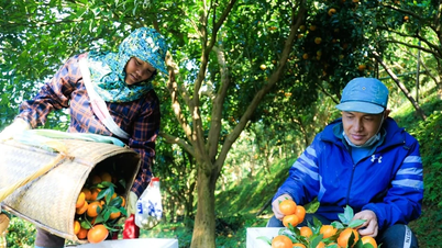 'Đánh thức' quýt cổ Nam Sơn giúp người dân đổi đời