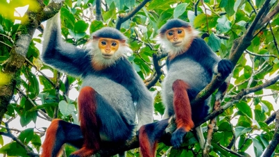 Ngắm vườn di sản ASEAN tại Huế, nơi quy tụ nhiều loài động thực vật quý hiếm