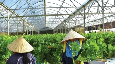 Die Kollektivwirtschaft hilft den Menschen in der Provinz Lam Dong, ihr Einkommen zu steigern und ihren Lebensstandard zu stabilisieren.