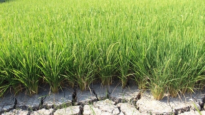 Penyelidikan selesai mengenai penyuntingan gen untuk meningkatkan daya tahan dalam varieti padi Vietnam.