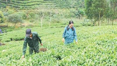 ОКП Тхань Хоа: Превращение специализированной сельскохозяйственной продукции в фирменные товары.