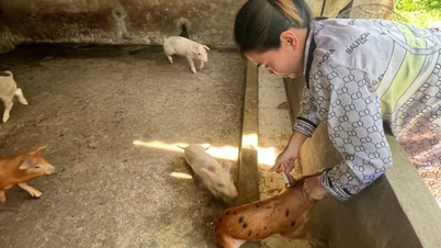 Ca Mau: Segunda fase de asignación de vacunas y vacunación para el ganado.