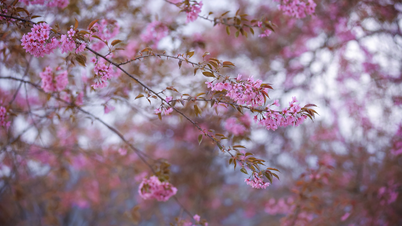 De kersenbloesems kleuren het bergdorpje prachtig; Sa Pa is op zijn mooist aan het einde van het jaar.