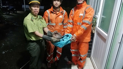 पैंगोलिन को उनके प्राकृतिक वातावरण में लाना और वापस छोड़ना।