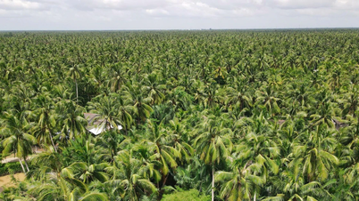 Meningkatkan taraf hidup petani dan mencapai kekayaan mampan melalui penanaman kelapa.