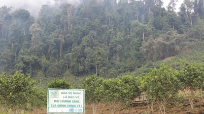 Oportunidades derivadas de los créditos de carbono cuando los bosques se protegen y regeneran de forma sostenible.