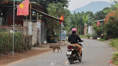Problema alarmante de cães vadios.
