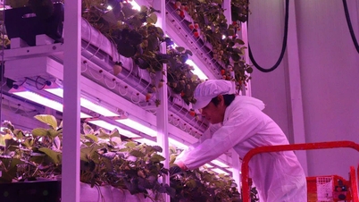 Tay Ninh ökar konsumtionen av jordbruksprodukter på e-handelsplattformar.