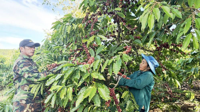 Het seizoen van rode bessen op Boerderij 720